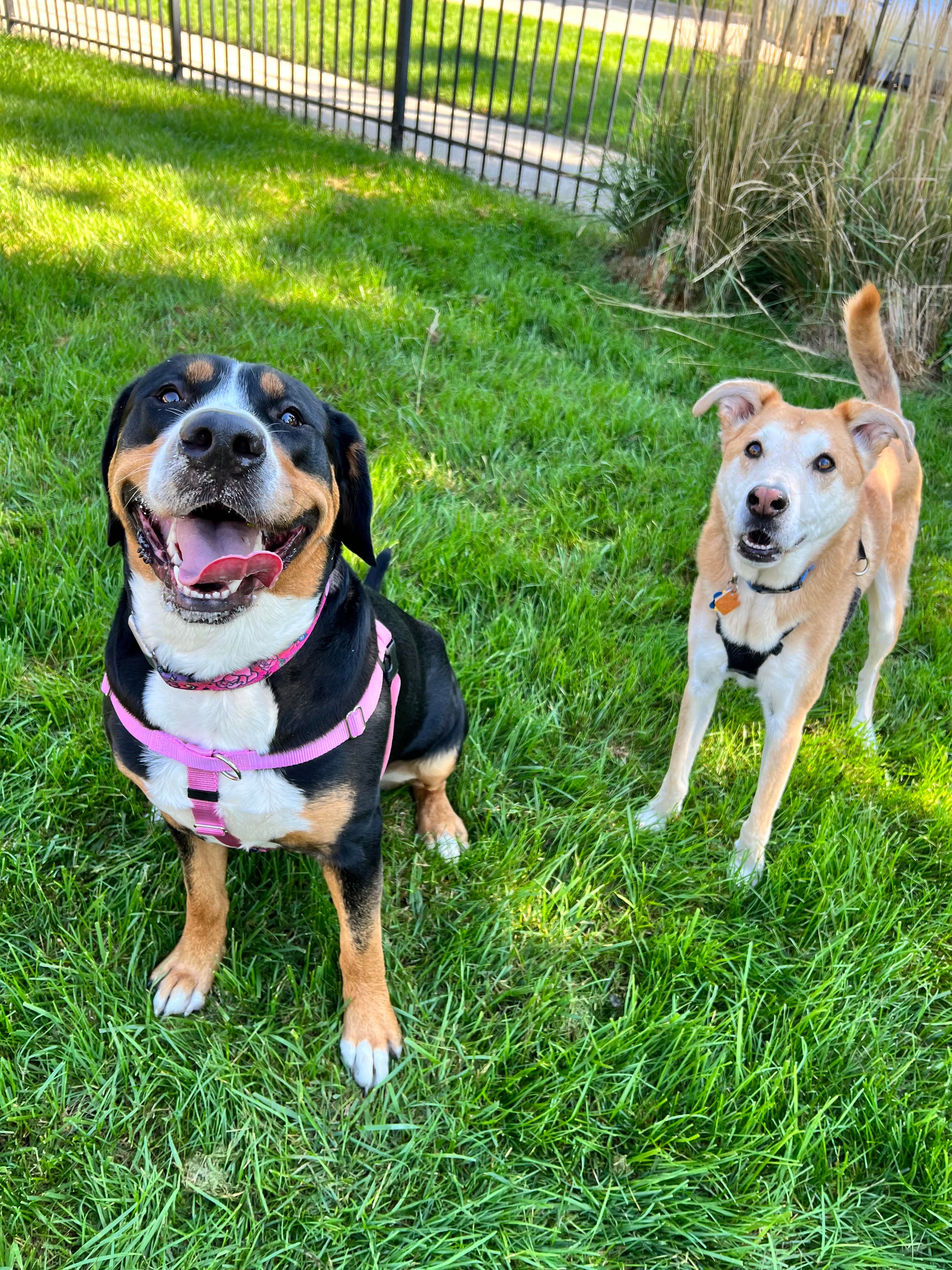 Home1 Auntie Em's Dog Care